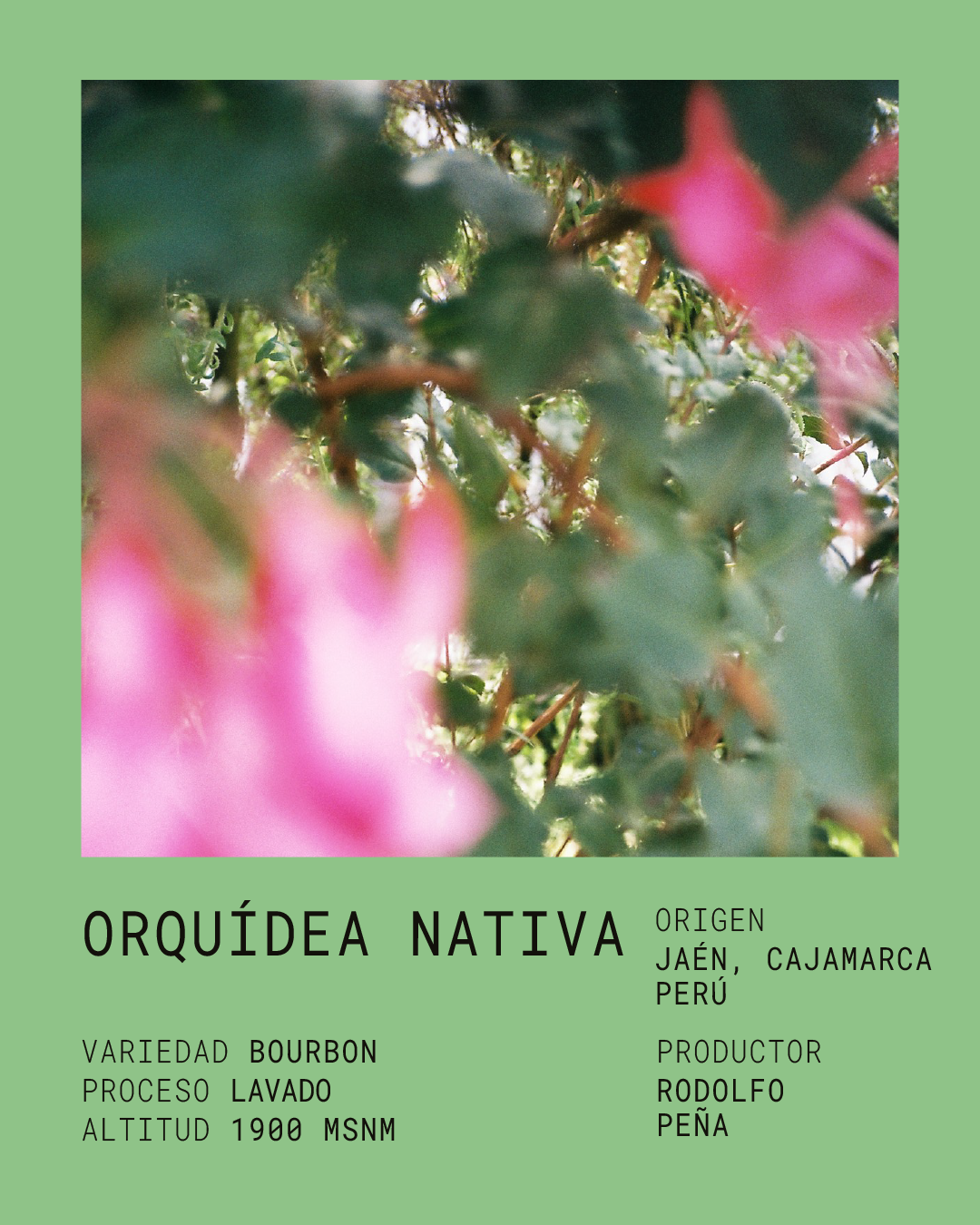 ORQUÍDEA NATIVA
