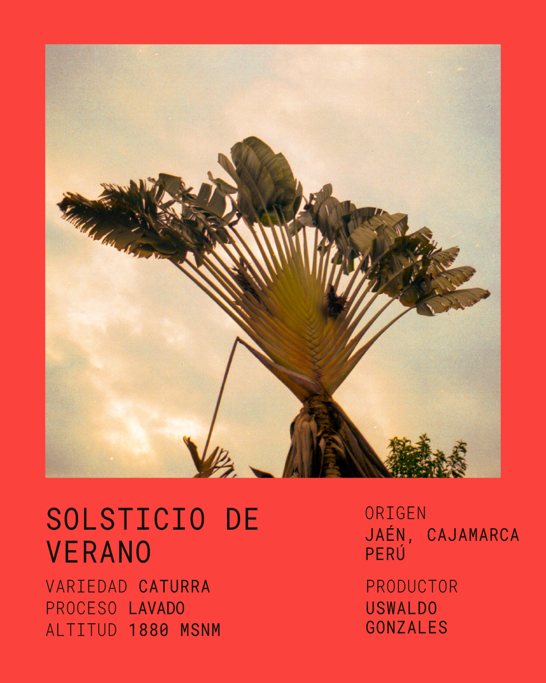 SOLSTICIO DE VERANO